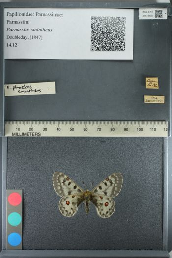 Media type: image;   Entomology 174405